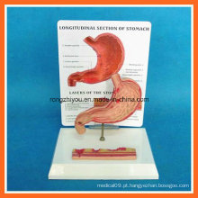 Modelo de estômago úmido humano com placa de descrição